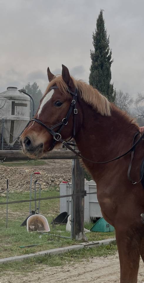 Ruin Andere pony rassen Te koop 2022 Vos