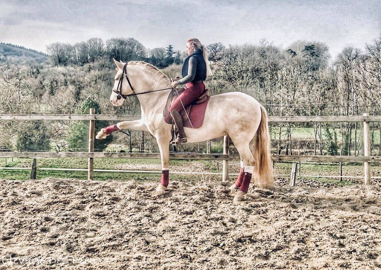 PRESIDENTE DE JARAMA - PRE Puur Ras Spaans 2016 ,  SERRANO UNO