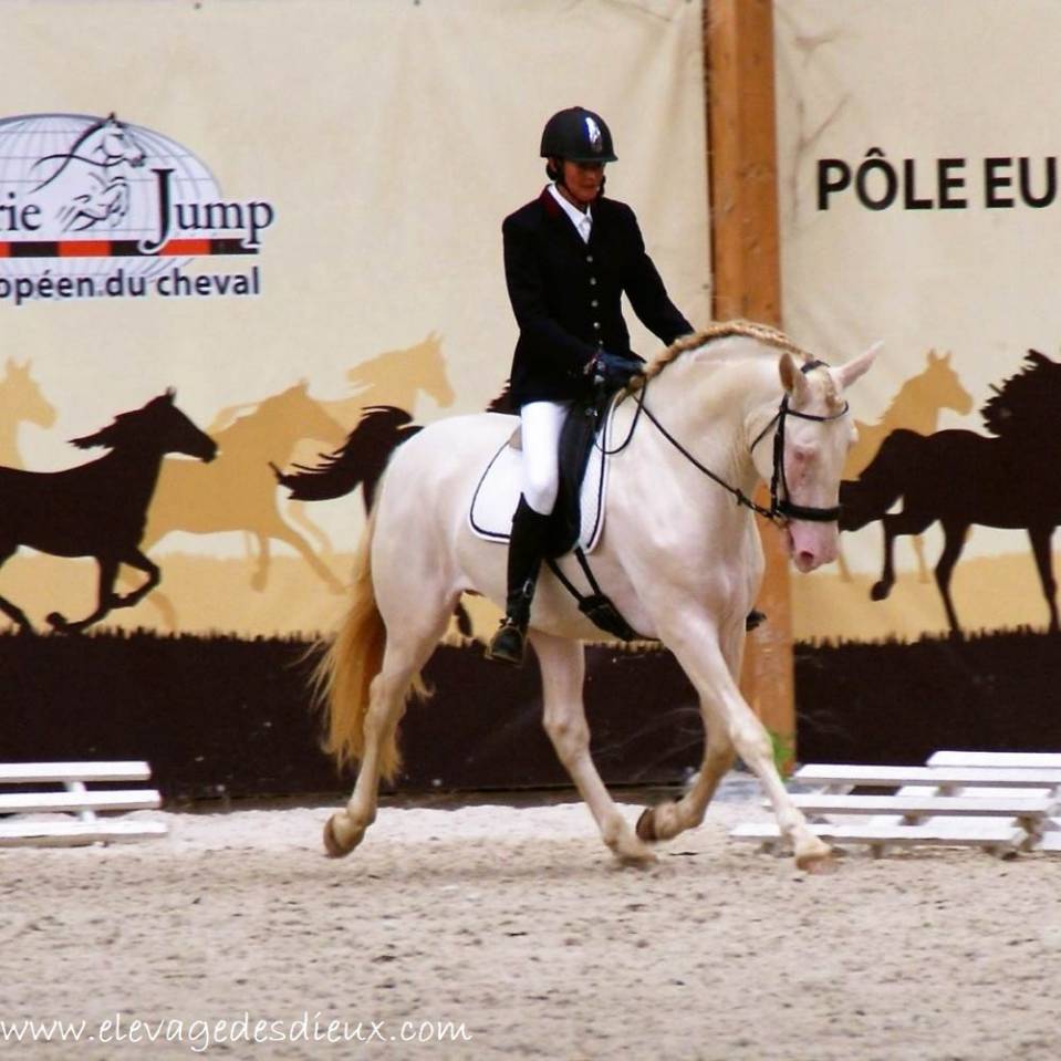 PRESIDENTE DE JARAMA - PRE Puur Ras Spaans 2016 ,  SERRANO UNO