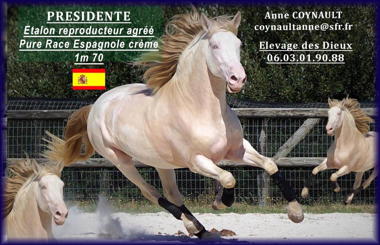 PRESIDENTE DE JARAMA - PRE Puur Ras Spaans 2016 ,  SERRANO UNO