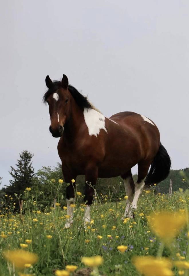 Merrie Andere pony rassen Te koop 2010 Bruin / Bai