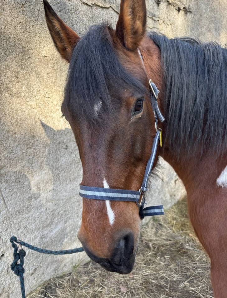 Merrie Andere pony rassen Te koop 2010 Bruin / Bai