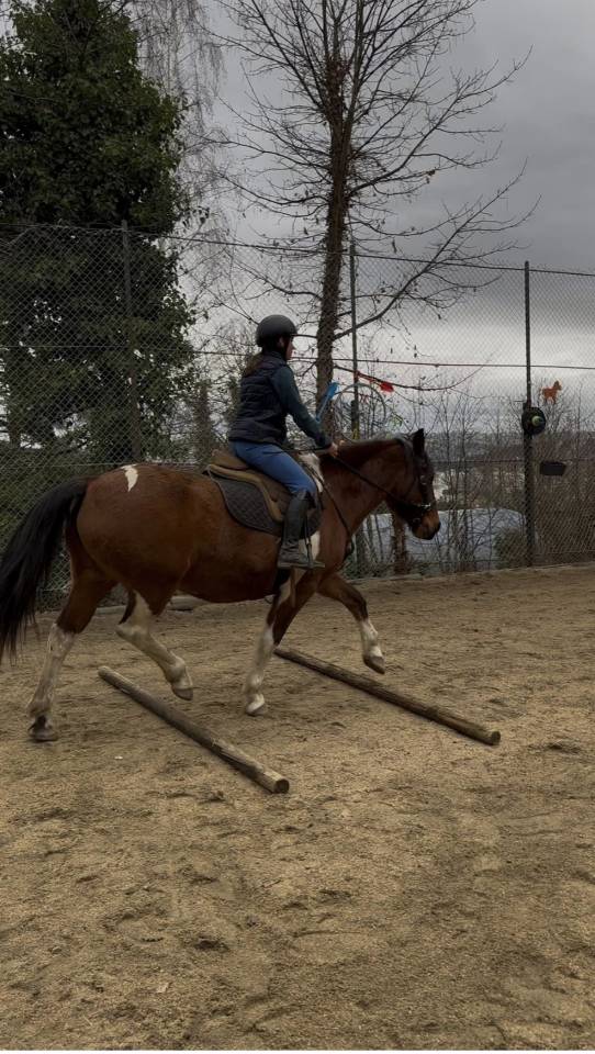 Merrie Andere pony rassen Te koop 2010 Bruin / Bai
