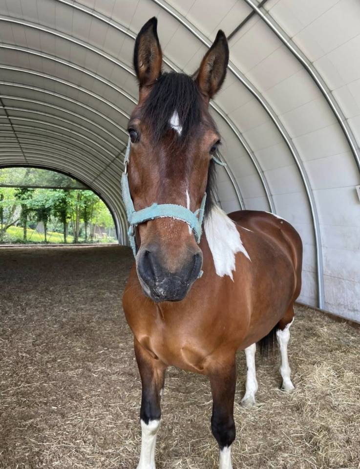 Merrie Andere pony rassen Te koop 2010 Bruin / Bai