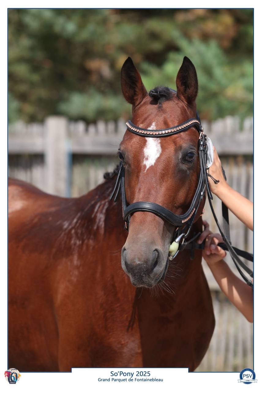 Dekhengst Franse rijpony PFS Te koop 2021 Donker bruin / bai