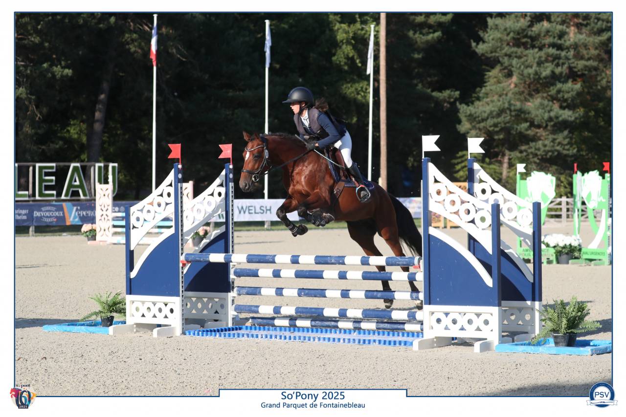 Dekhengst Franse rijpony PFS Te koop 2021 Donker bruin / bai