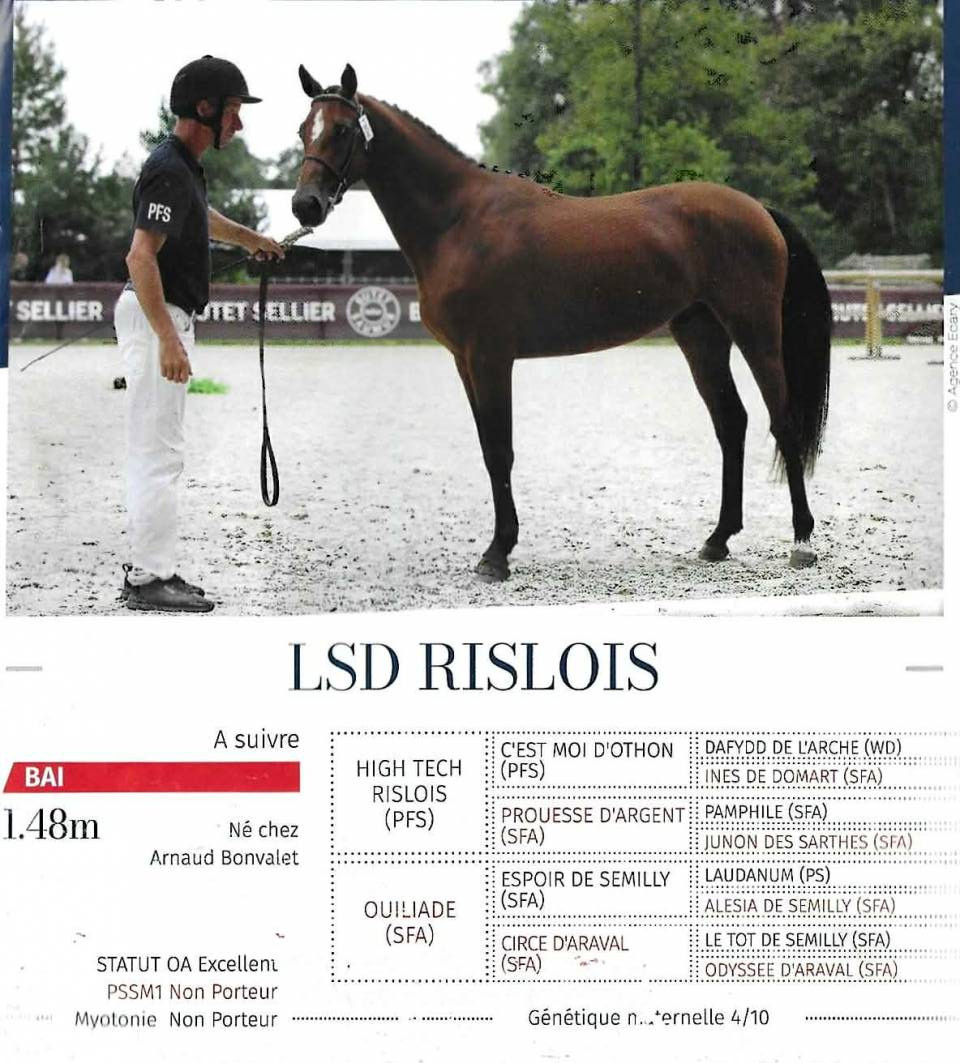 Dekhengst Franse rijpony PFS Te koop 2021 Donker bruin / bai