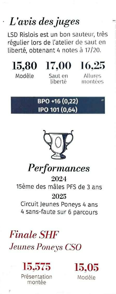 Dekhengst Franse rijpony PFS Te koop 2021 Donker bruin / bai