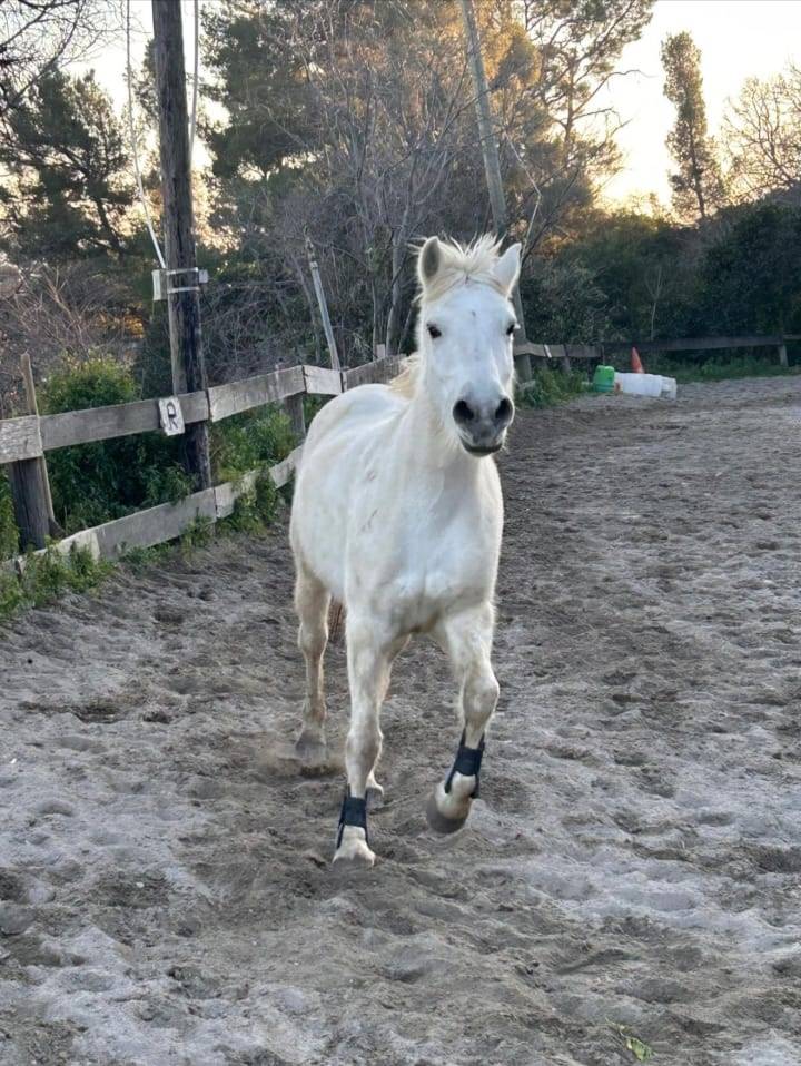 Merrie Andere pony rassen Half pension 2010 Schimmel