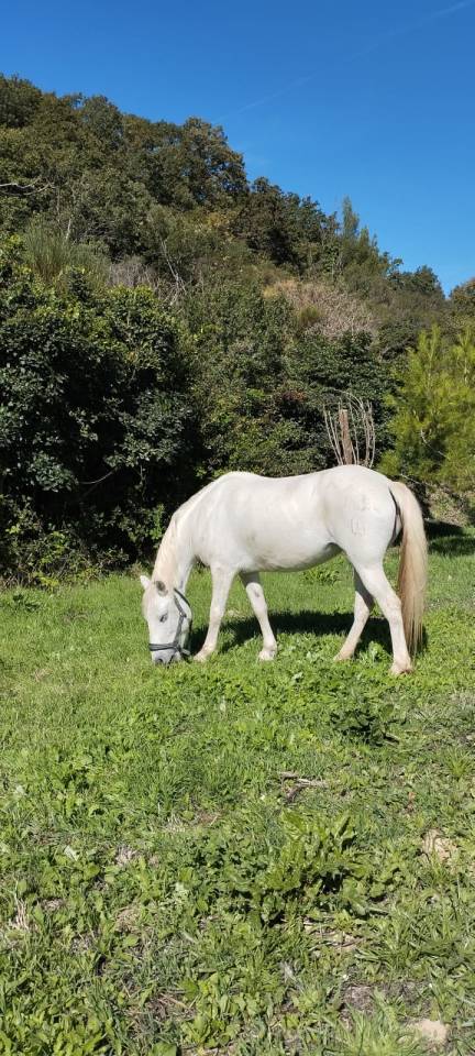 Merrie Andere pony rassen Half pension 2010 Schimmel