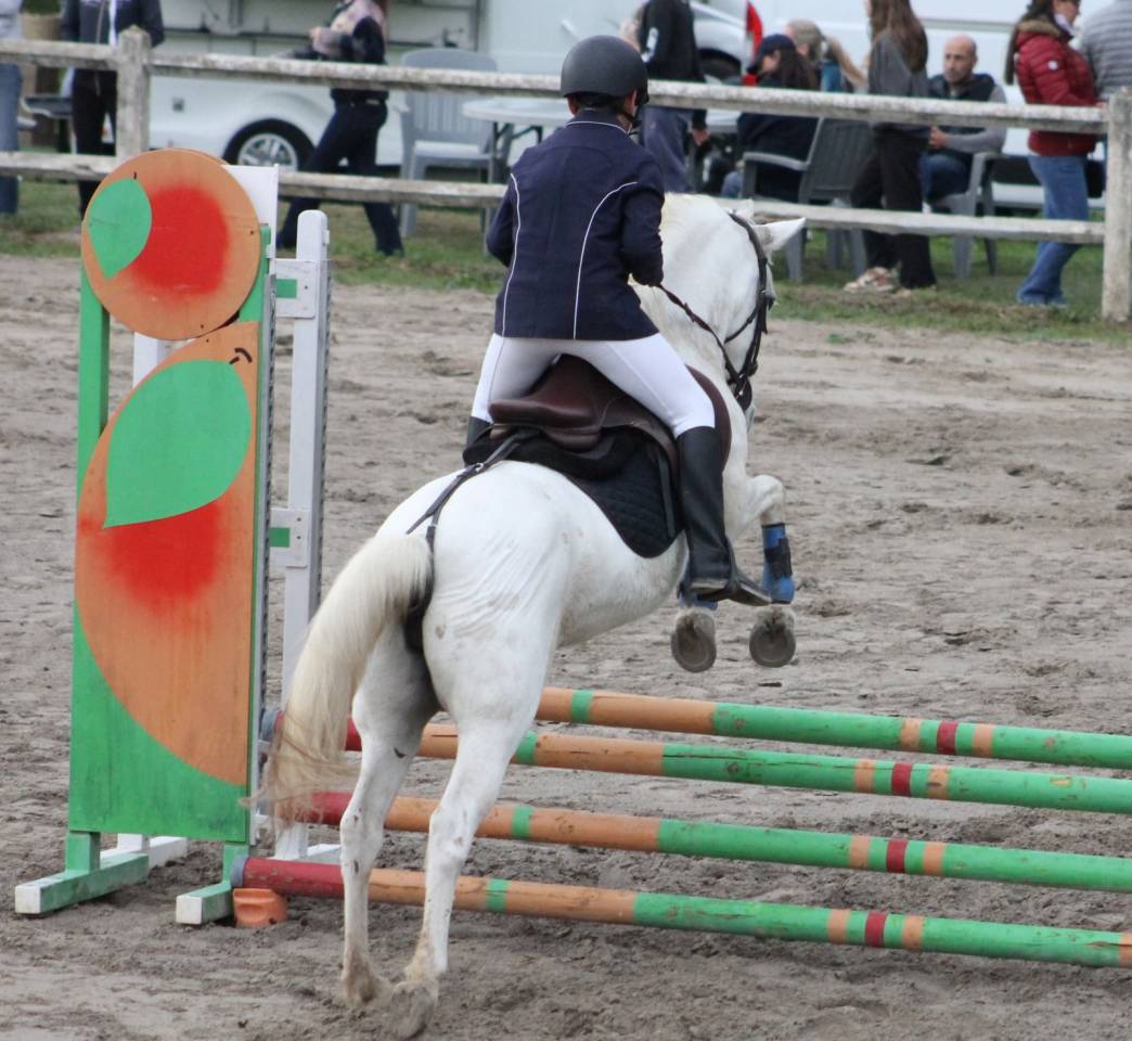 Merrie Andere pony rassen Half pension 2010 Schimmel