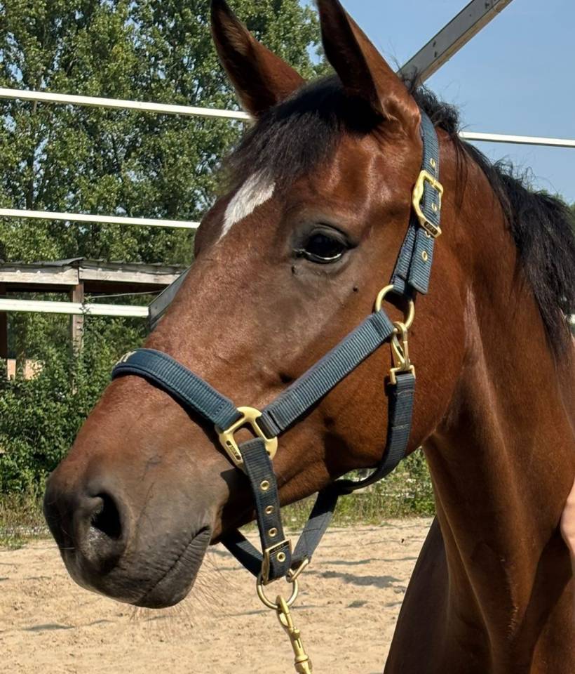 Ruin 2019 Blue hors Zackerey x El Capone te koop