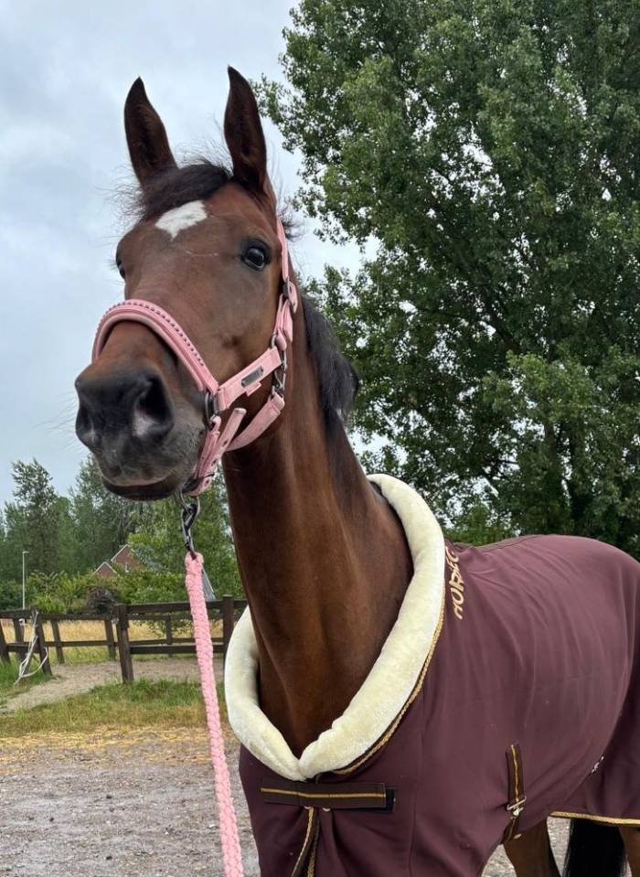 Ruin 2019 Blue hors Zackerey x El Capone te koop