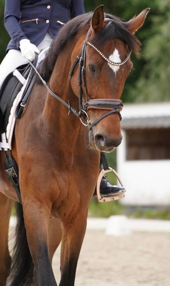 Ruin 2019 Blue hors Zackerey x El Capone te koop