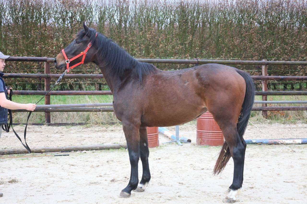 Merrie Zangersheide Te koop 2022 Donker bruin / bai ,  QUINTERO LS