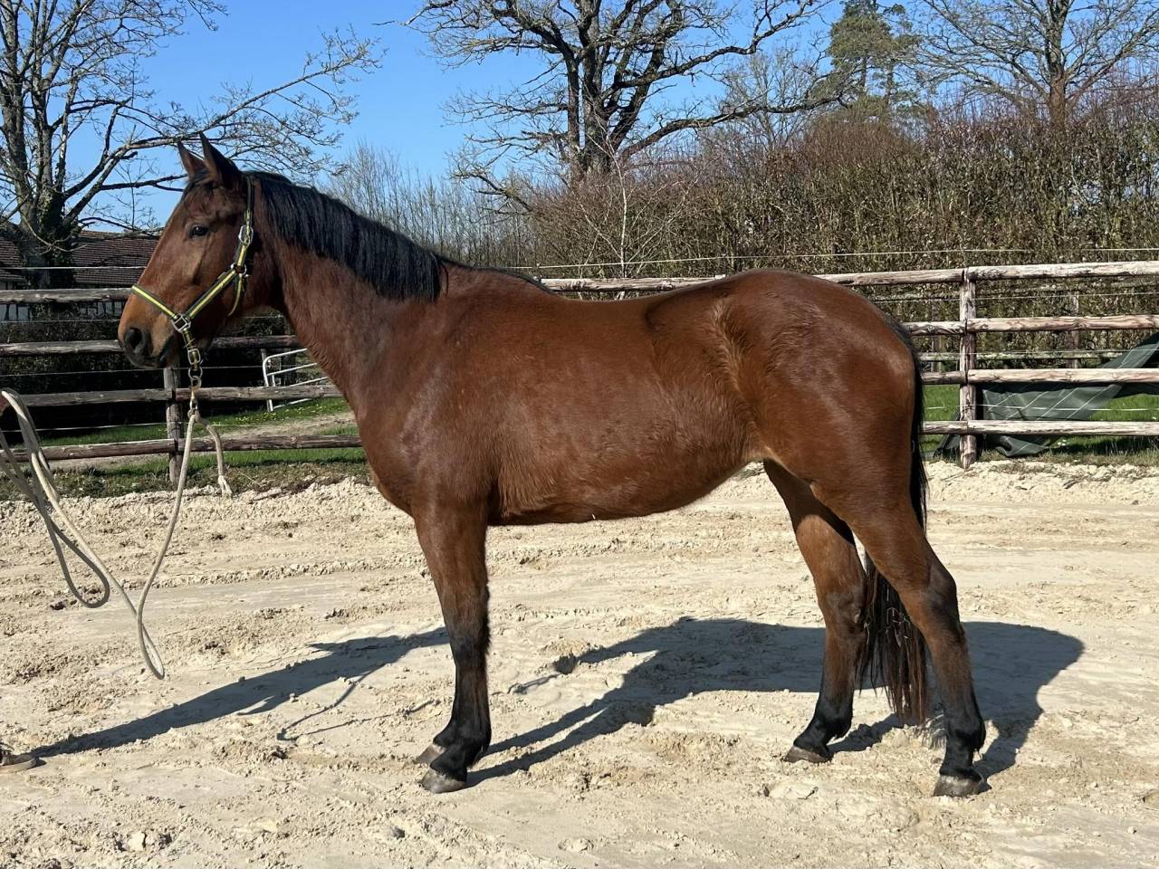 Merrie Zangersheide Te koop 2022 Donker bruin / bai ,  CANTURO