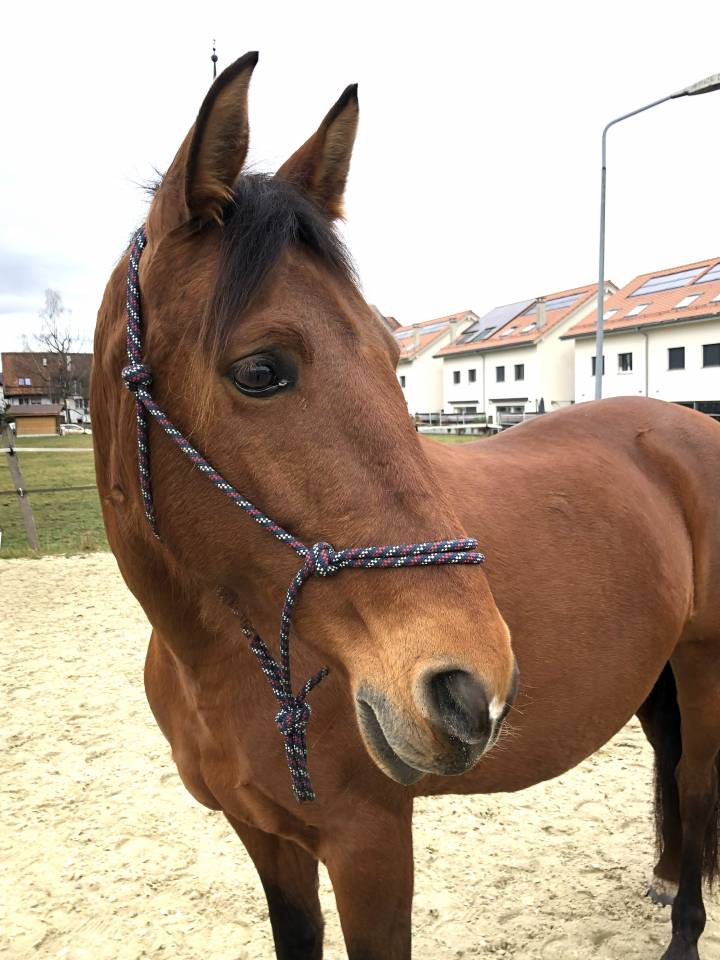 Merrie PRE Puur Ras Spaans Te koop 2011 Donker bruin / bai ,  KIOTO XXII (ES), PRE