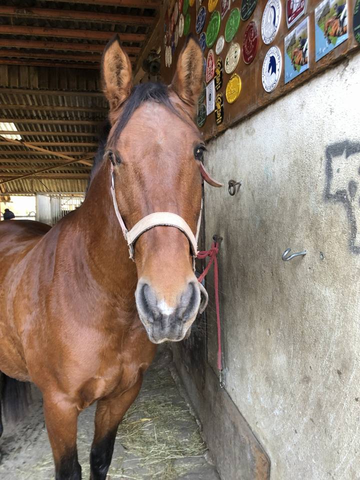 Merrie PRE Puur Ras Spaans Te koop 2011 Donker bruin / bai ,  KIOTO XXII (ES), PRE