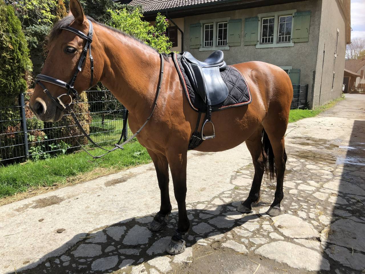 Merrie PRE Puur Ras Spaans Te koop 2011 Donker bruin / bai ,  KIOTO XXII (ES), PRE