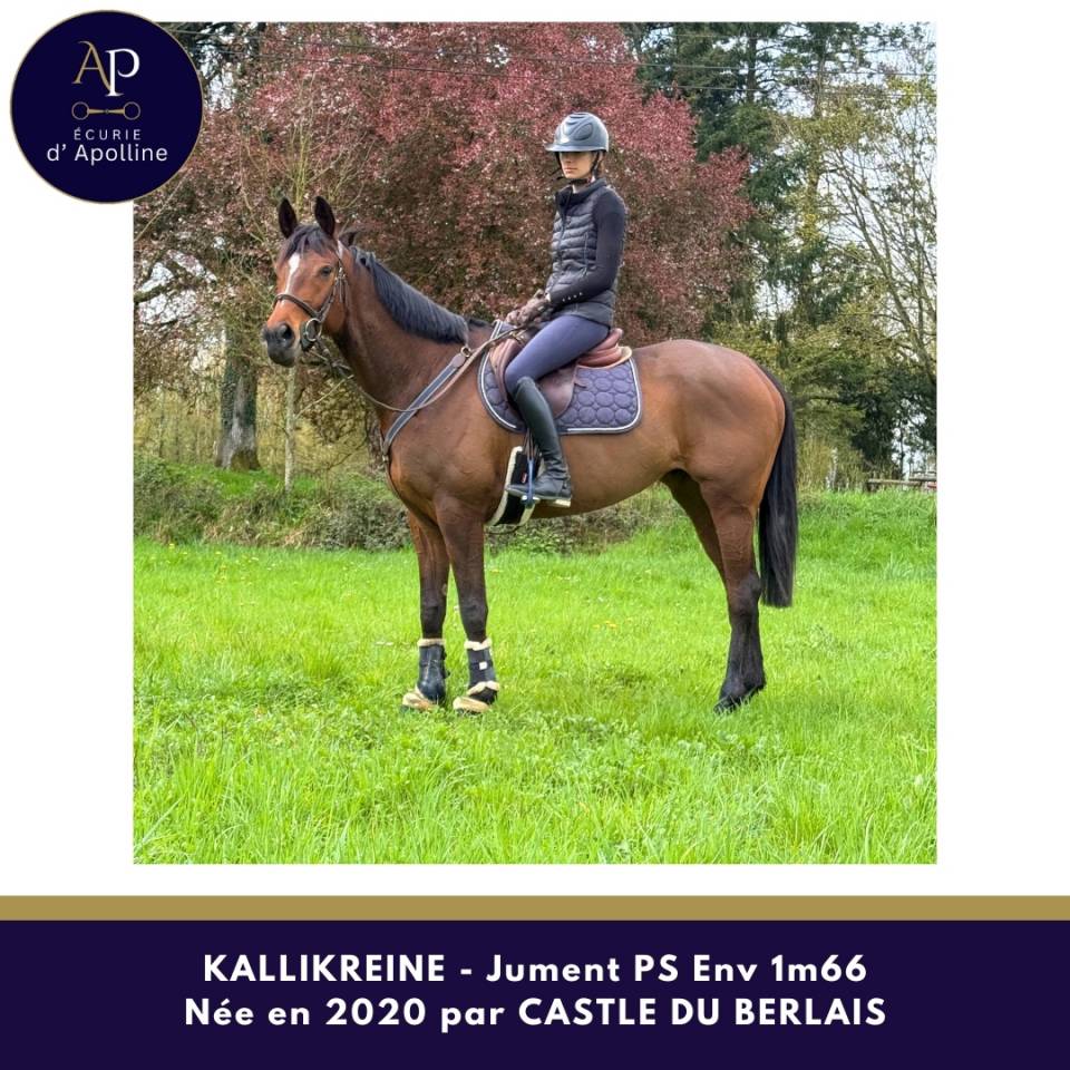 Merrie Volbloed Te koop 2020 Donker bruin / bai