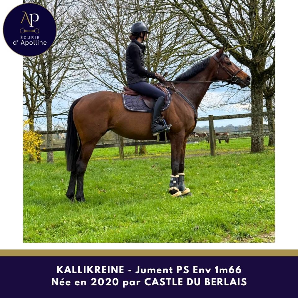 Merrie Volbloed Te koop 2020 Donker bruin / bai