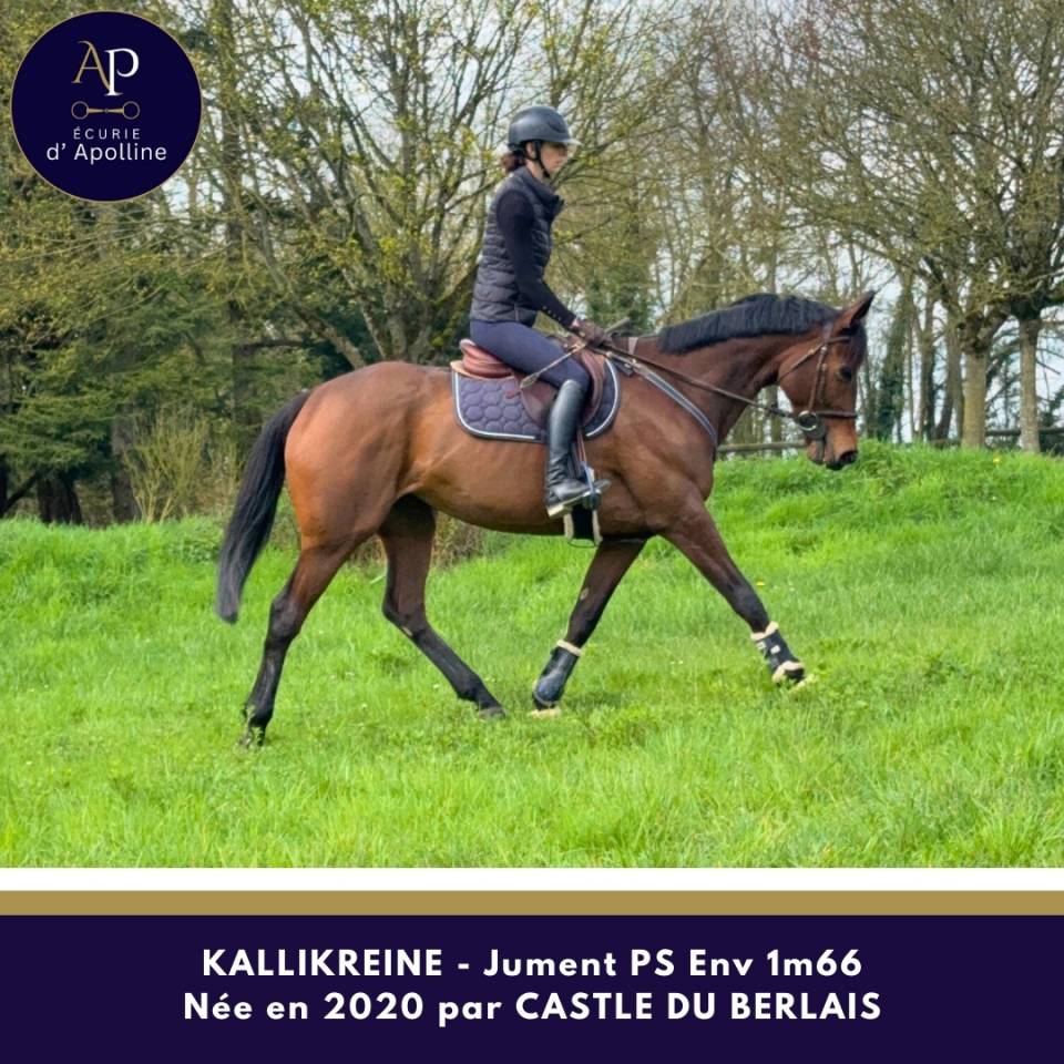 Merrie Volbloed Te koop 2020 Donker bruin / bai