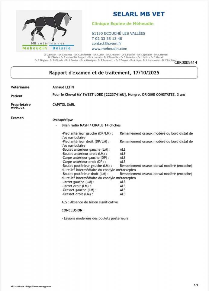 Ruin Bekend ras Te koop 2022 Schimmel ,  Continuum