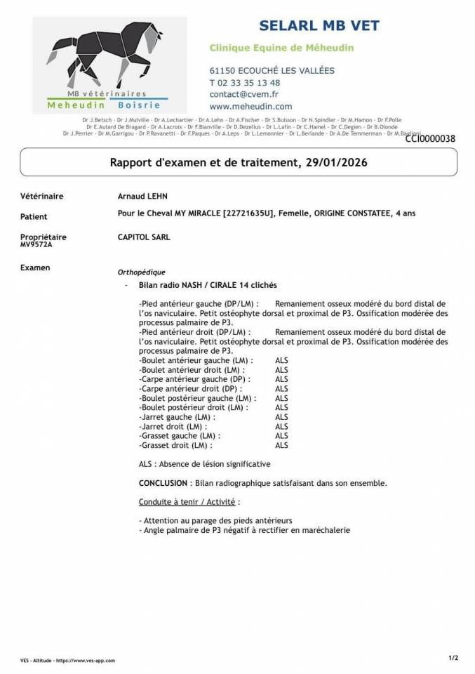Merrie Bekend ras Te koop 2022 Donker bruin / bai ,  CRAZY COOL DU GAZON Z