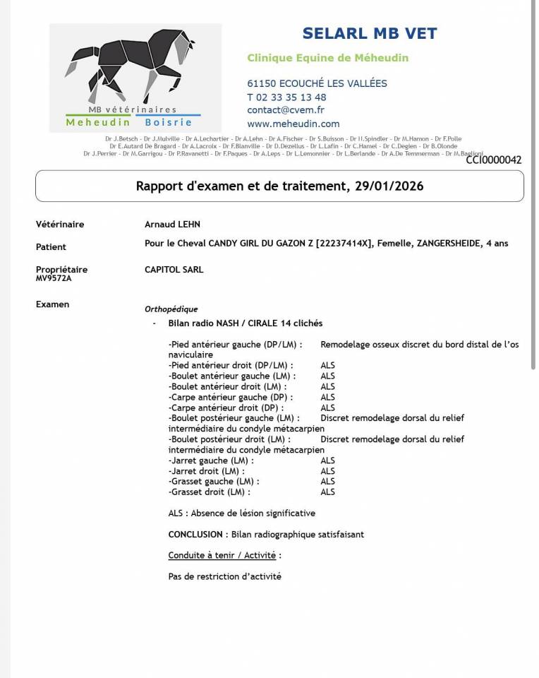 Merrie Zangersheide Te koop 2022 Donker bruin / bai ,  CONTINUU%