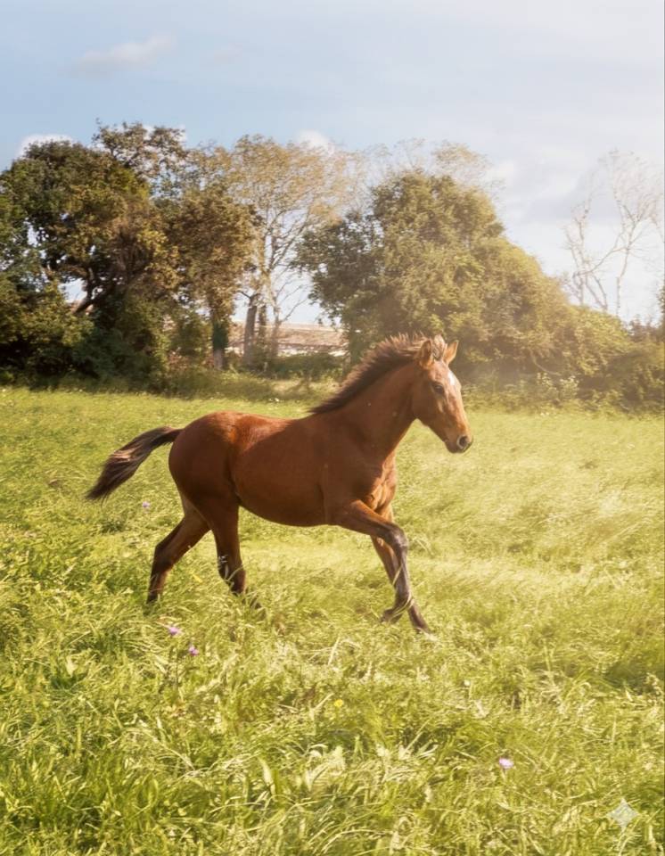 Veulen (ml) Lusitano Te koop 2025 Donker bruin / bai