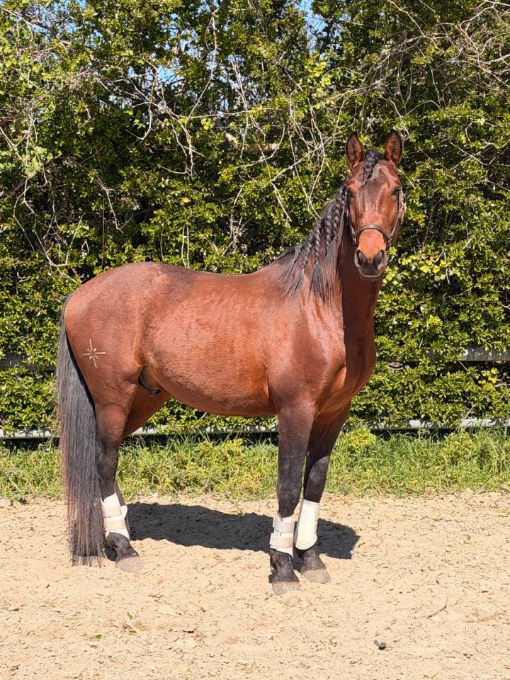Ruin Lusitano Te koop 2022 Donker bruin / bai ,  Berlioz