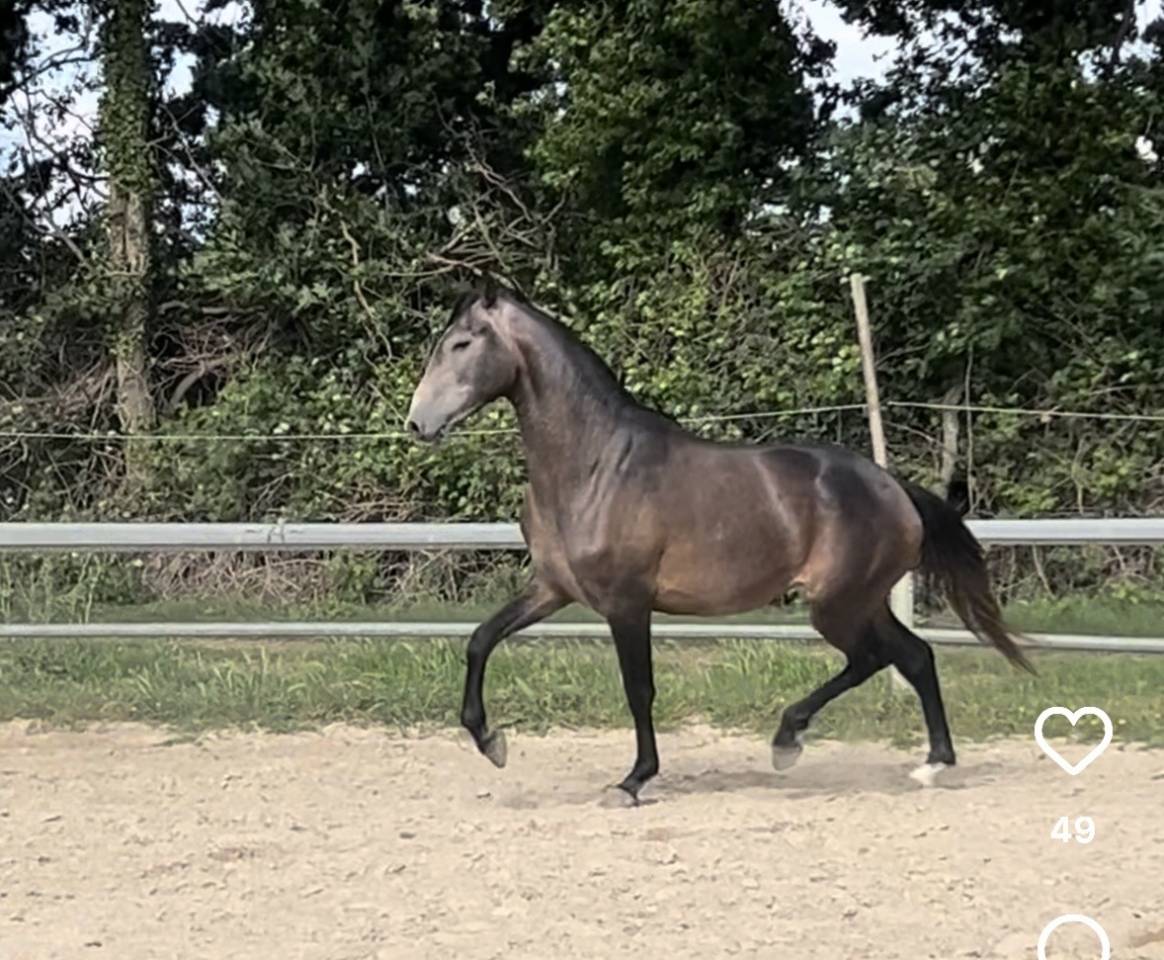 Ruin Lusitano Te koop 2023 Schimmel ,  Berlioz