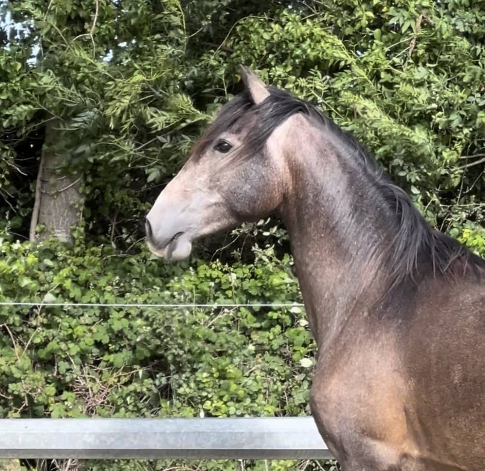 Ruin Lusitano Te koop 2023 Schimmel ,  Berlioz