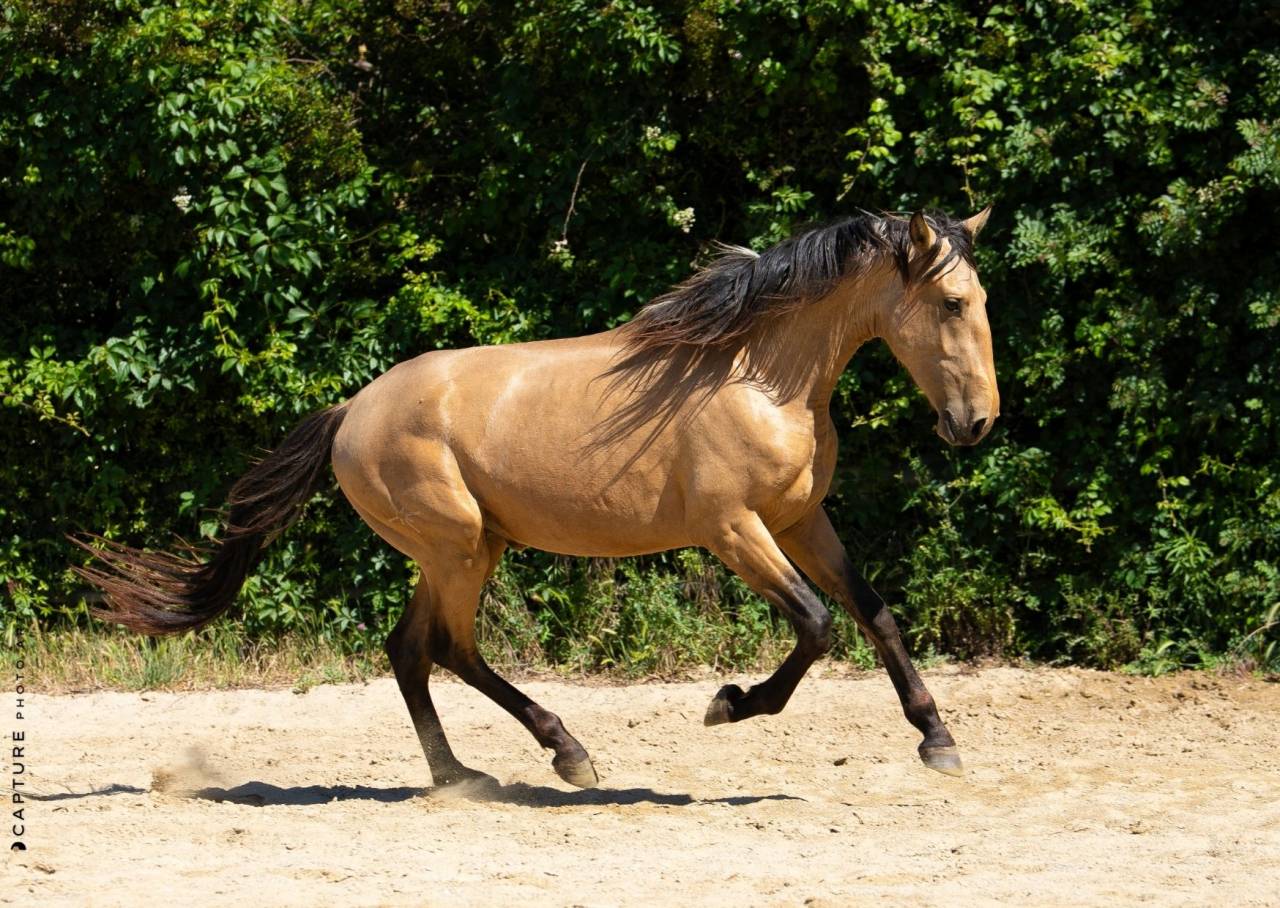 Hengst Lusitano Te koop 2023 Isabel ,  Berlioz du Castel