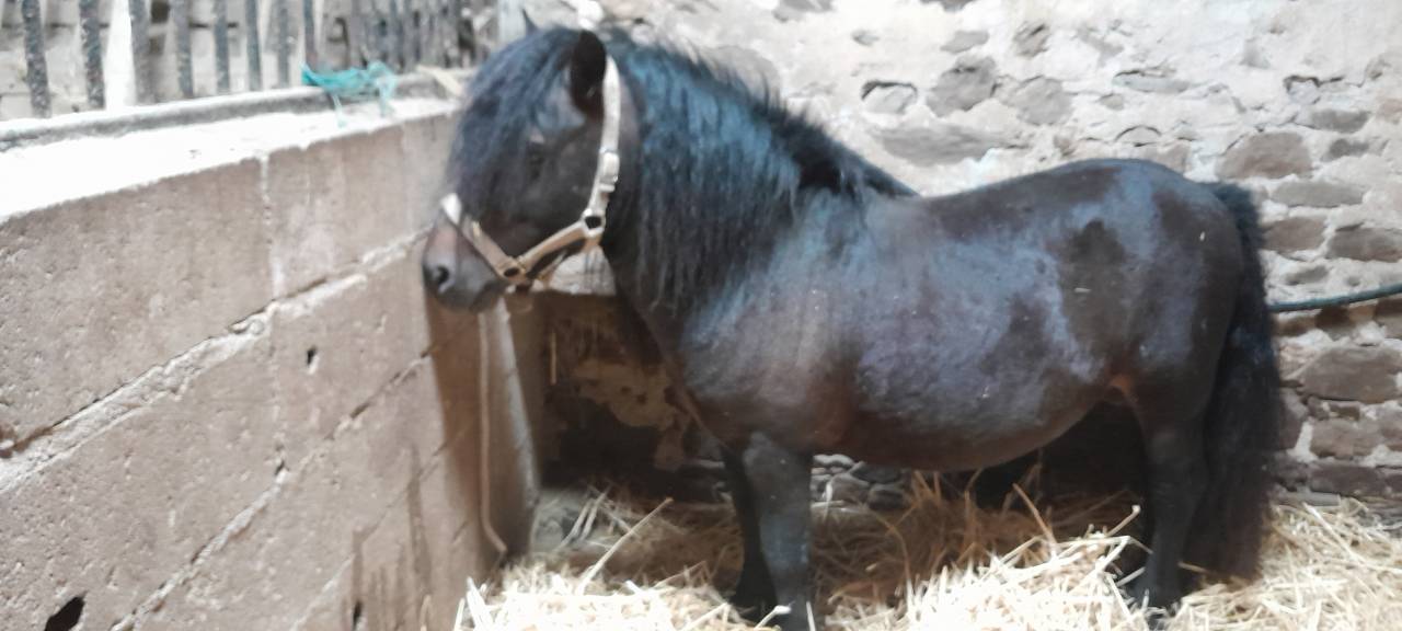 Dekhengst Shetland Te koop 2012 Zwart ,  wells royal blend(gb