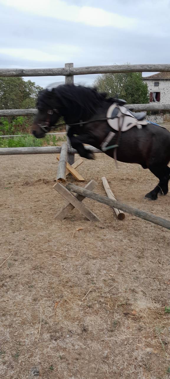 Dekhengst Shetland Te koop 2012 Zwart ,  wells royal blend(gb