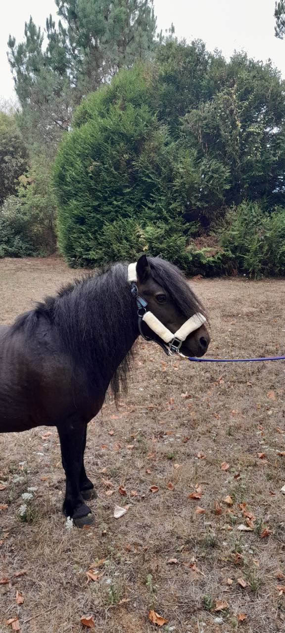 Dekhengst Shetland Te koop 2012 Zwart ,  wells royal blend(gb