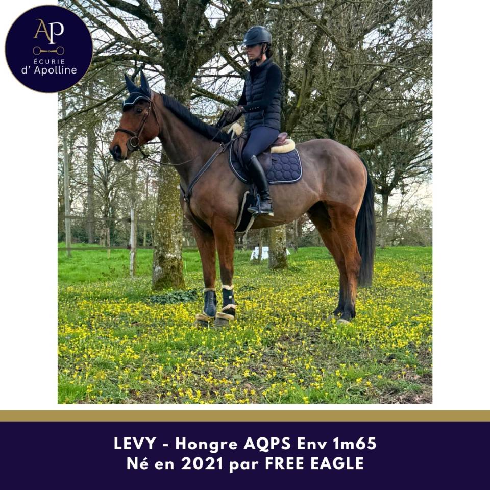 Ruin Autre Que Pur-Sang (Geen volbloed) Te koop 2021 Donker bruin / bai