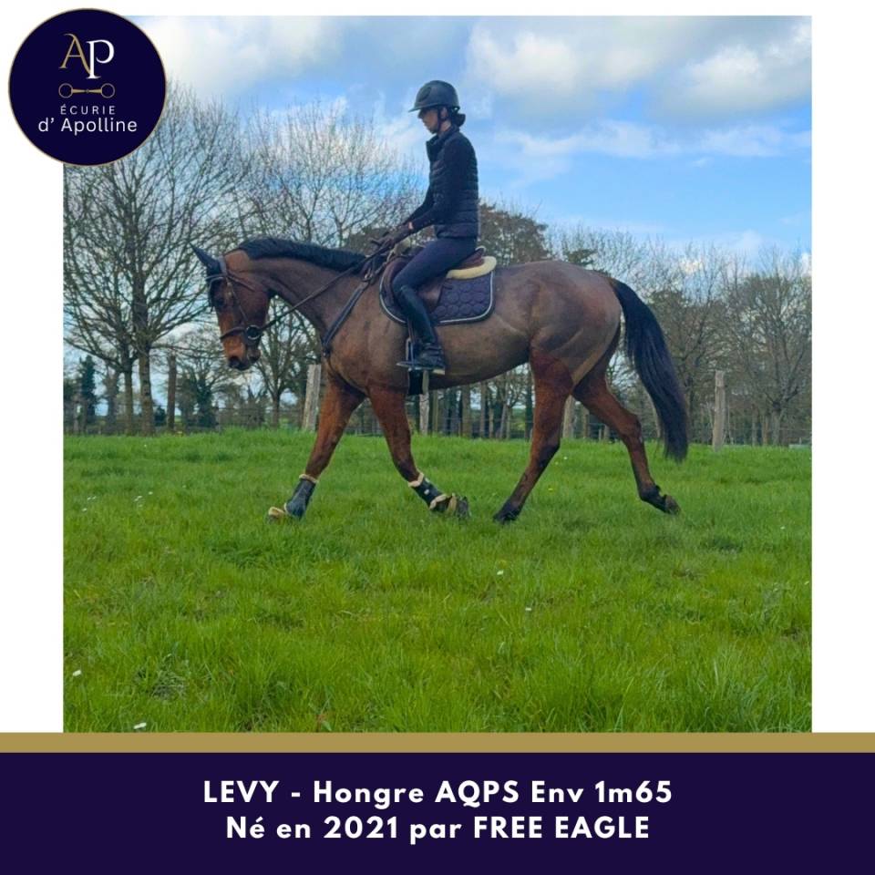 Ruin Autre Que Pur-Sang (Geen volbloed) Te koop 2021 Donker bruin / bai