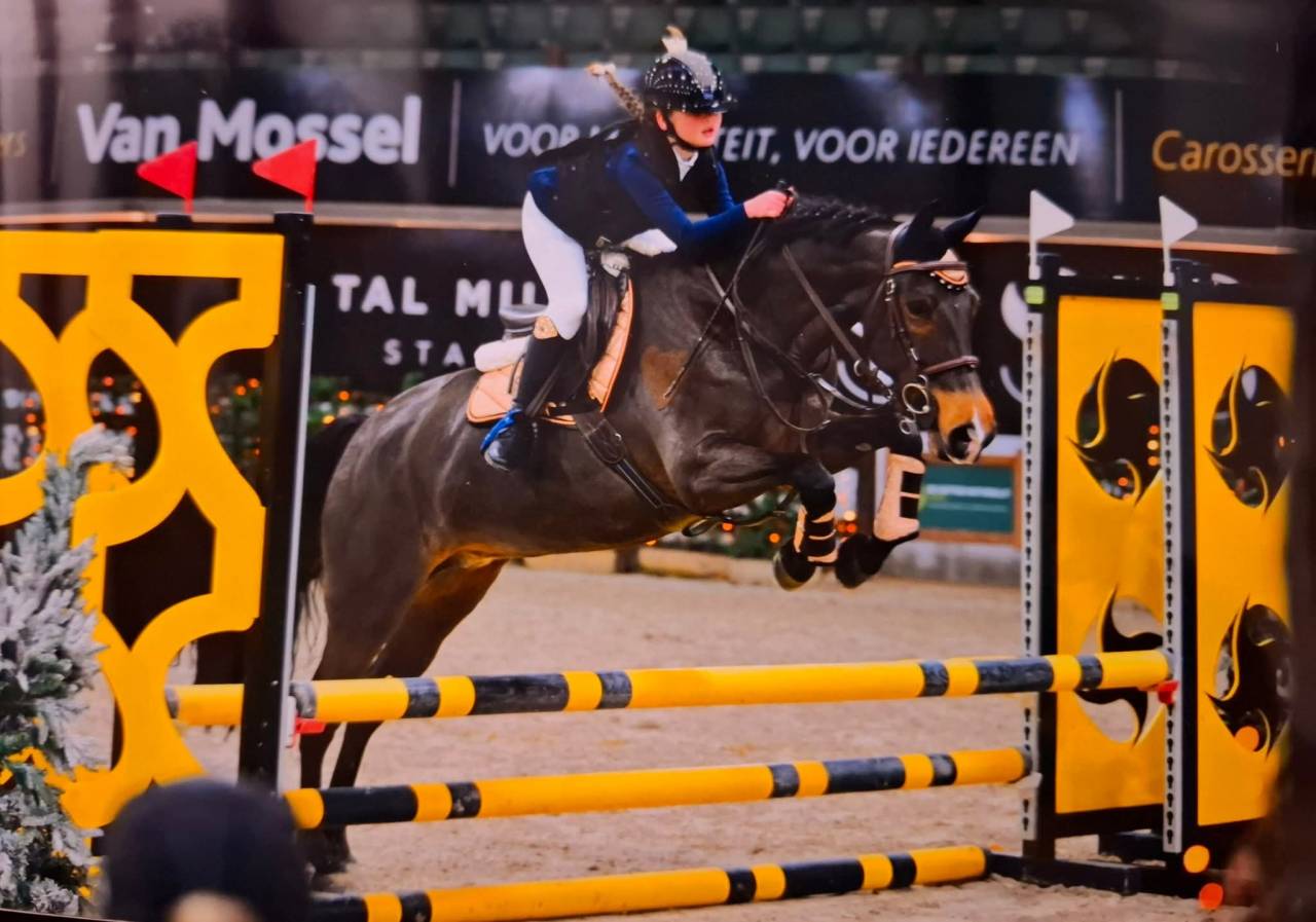 Merrie New Forest Te koop 2014 Donker bruin / bai