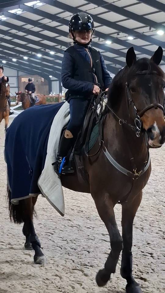 Merrie New Forest Te koop 2014 Donker bruin / bai