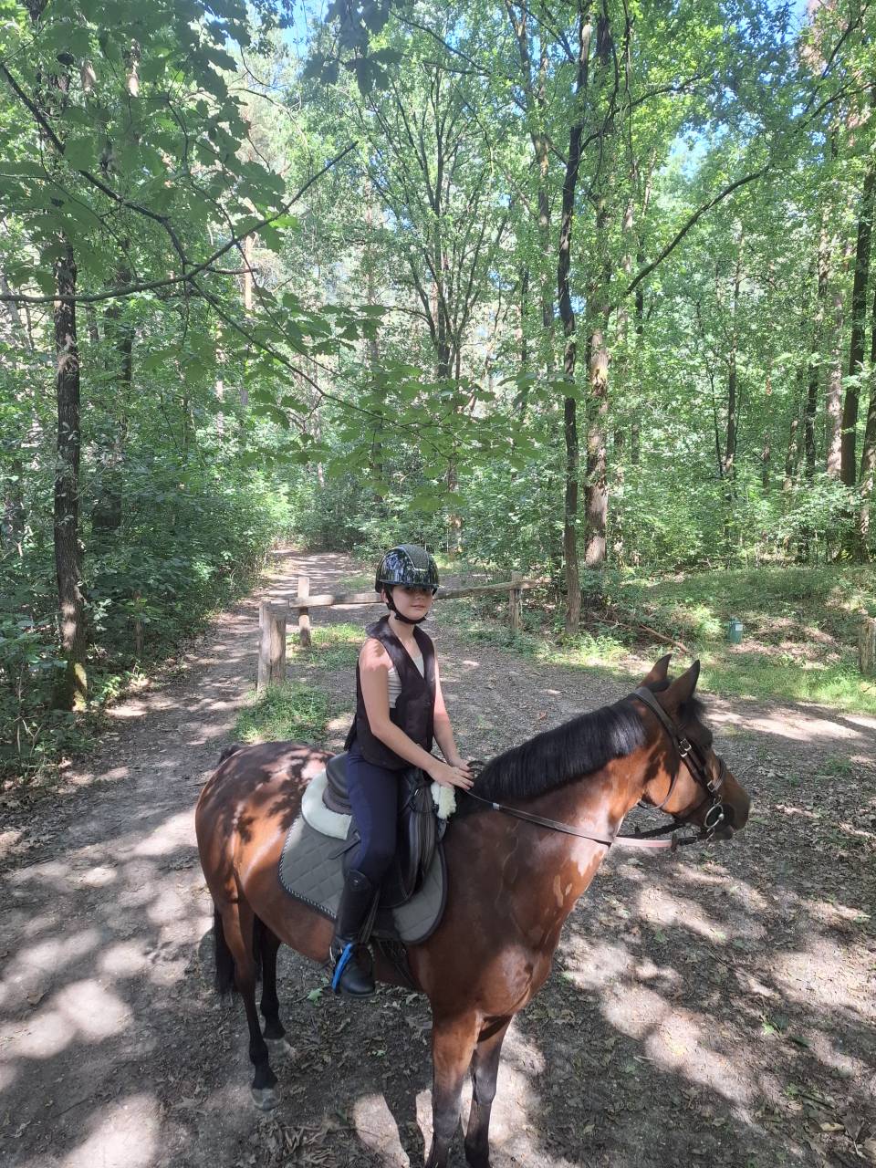 Merrie New Forest Te koop 2014 Donker bruin / bai