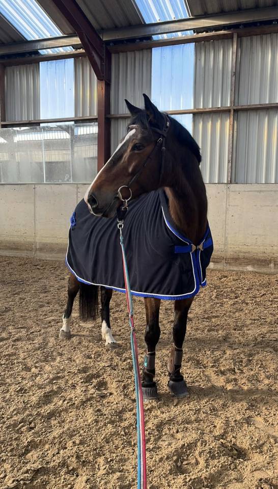 Merrie KWPN Nederlands sportpaard Te koop 2010 Donker bruin / bai