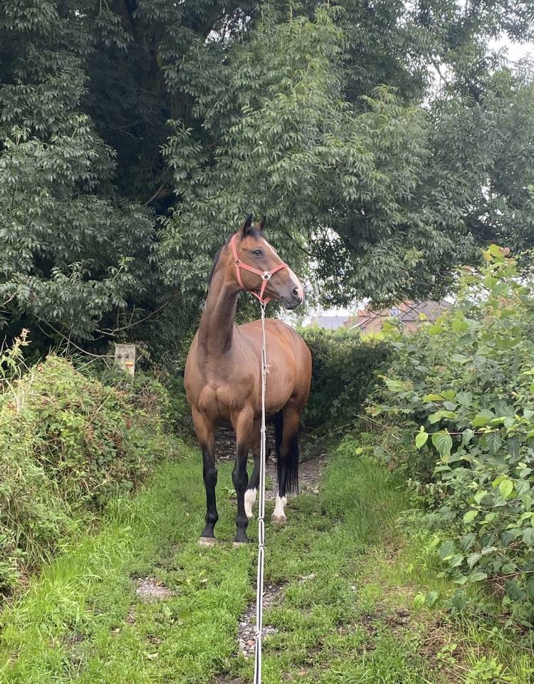 Merrie KWPN Nederlands sportpaard Te koop 2010 Donker bruin / bai