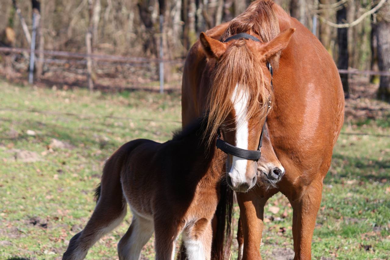 Veulen (ml) Franse rijpony PFS Te koop 2026 Bruin / Bai