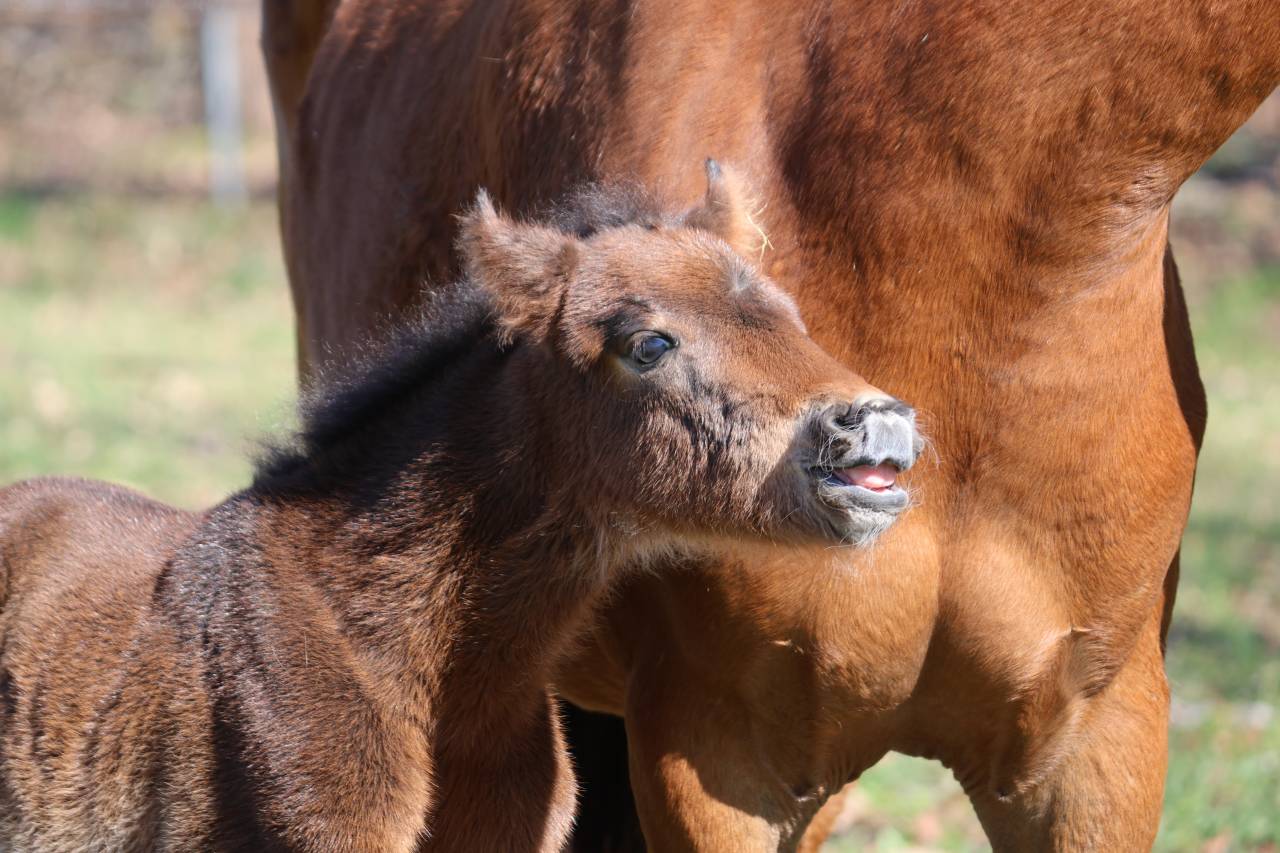 Veulen (ml) Franse rijpony PFS Te koop 2026 Bruin / Bai