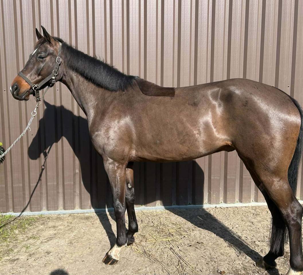 Ruin Belgisch sportpaard Te koop 2020 Donker bruin / bai ,  korado de baudignies