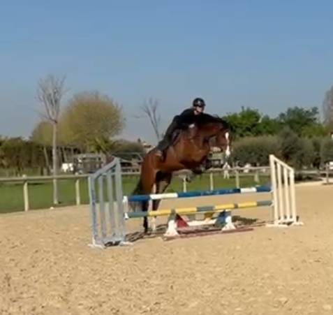 Ruin Oldenburger Te koop 2020 Bruin / Bai