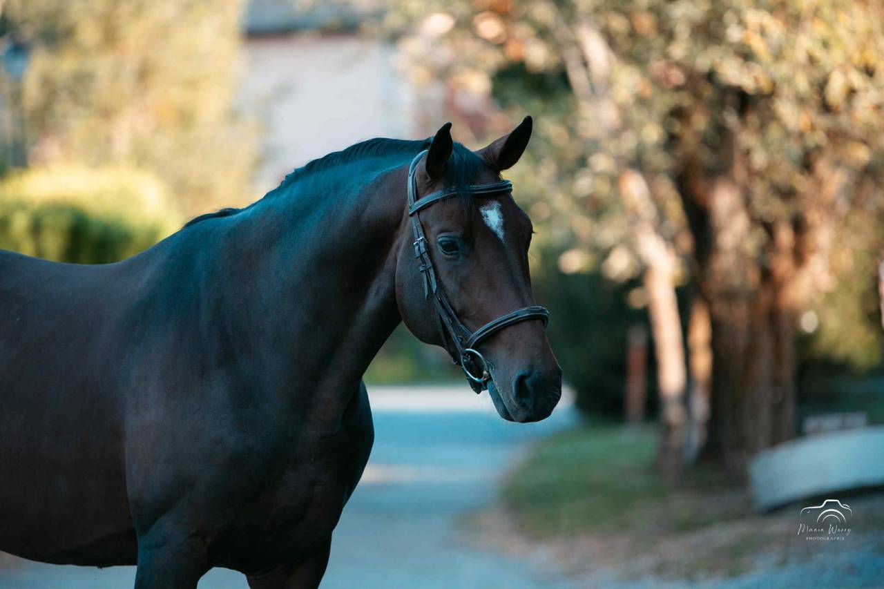 Hengst Bekend ras Te koop 2020 Bruin / Bai