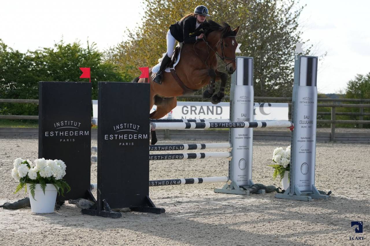 Ruin Selle Fran&ccedil;ais Te koop 2015 Donker bruin / bai